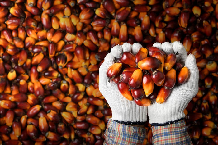 A person in white gloves holding palm oil nuts in front of a pile of nuts