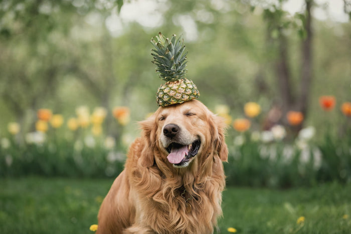 Happy golden retriever with a pineapple top on its head