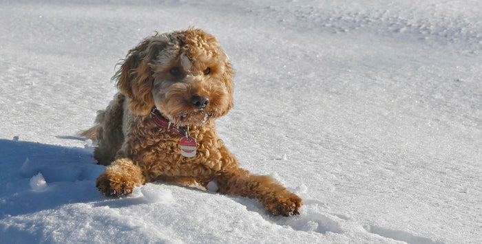 cockapoo guide for first time owners