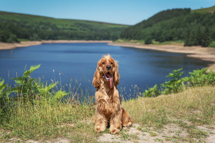 Cocker Spaniel by lake