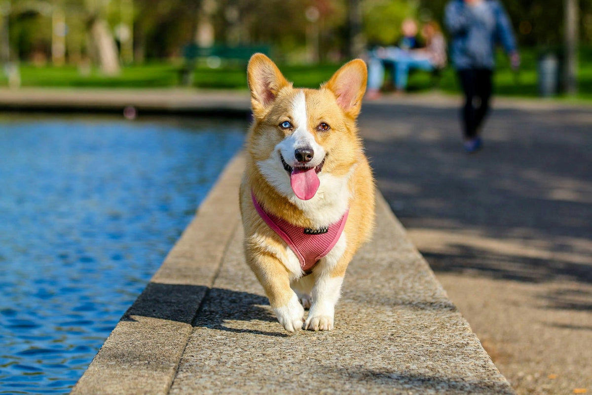 corgi near water