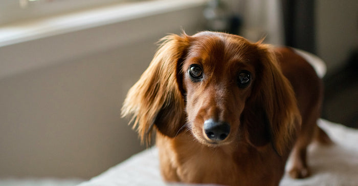 brown dachshund with long hair for first time owners