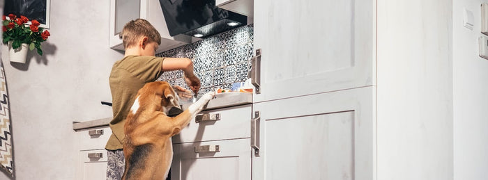 dog and boy cooking together