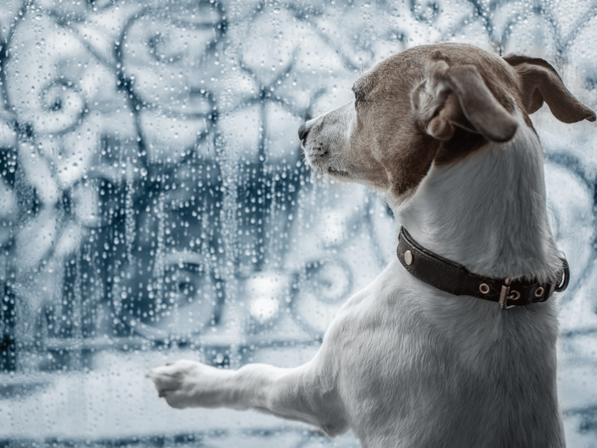 Terrier indoors in the winter