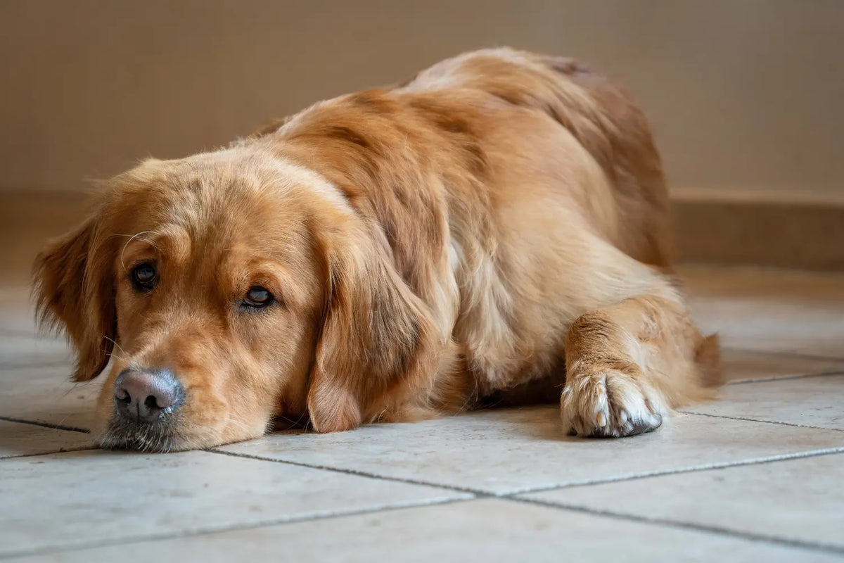 Dog looking sad on tile floor