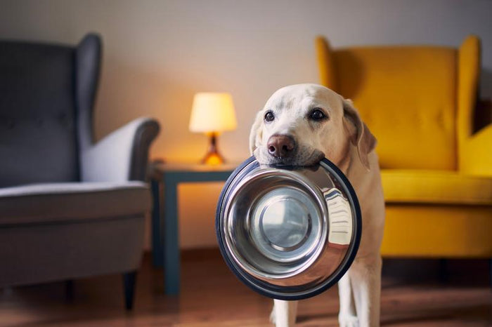 Dog waiting for chicken pie to be made with empty bowl in mouth