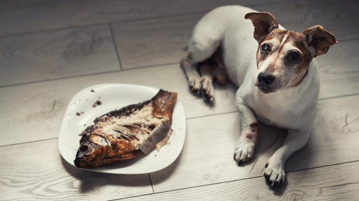 dog lied down with cooked fish on plate next to them