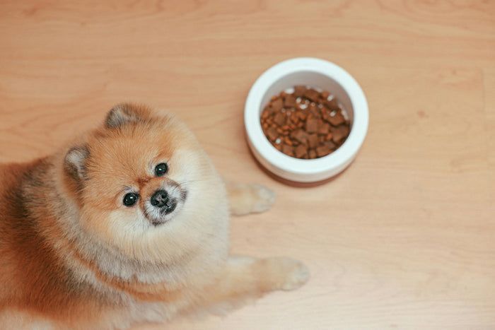 fussy pomeranian not eating their dog food