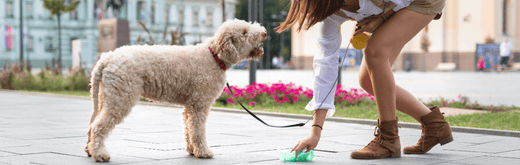 Dog owner cleaning up dog poo in city