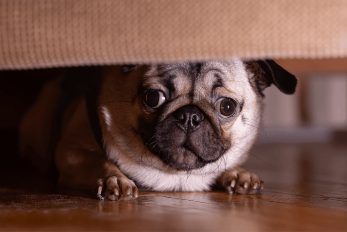 Scared pug