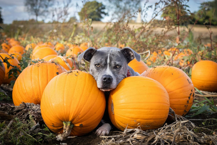 Dog with pumpkins