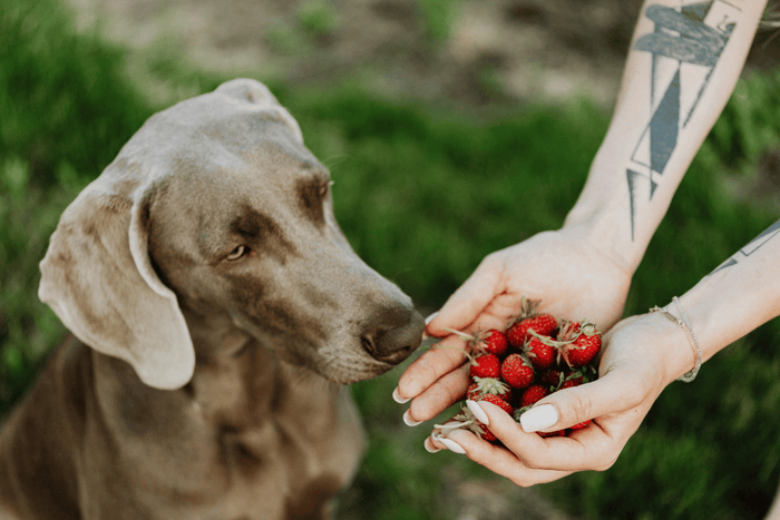 Dog with strawberries