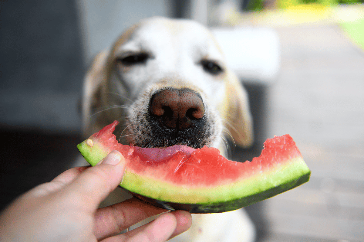 Dog with strawberries
