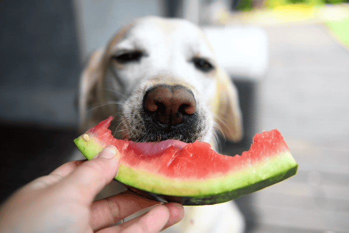 Dog with strawberries