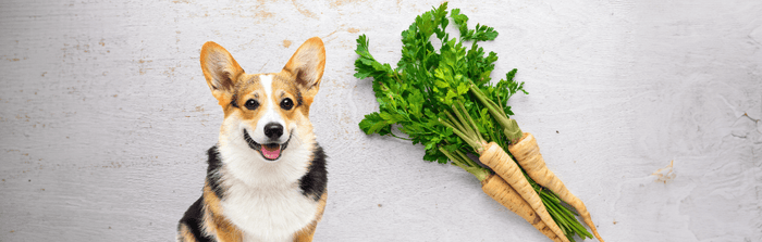 corgis next to raw parsnips