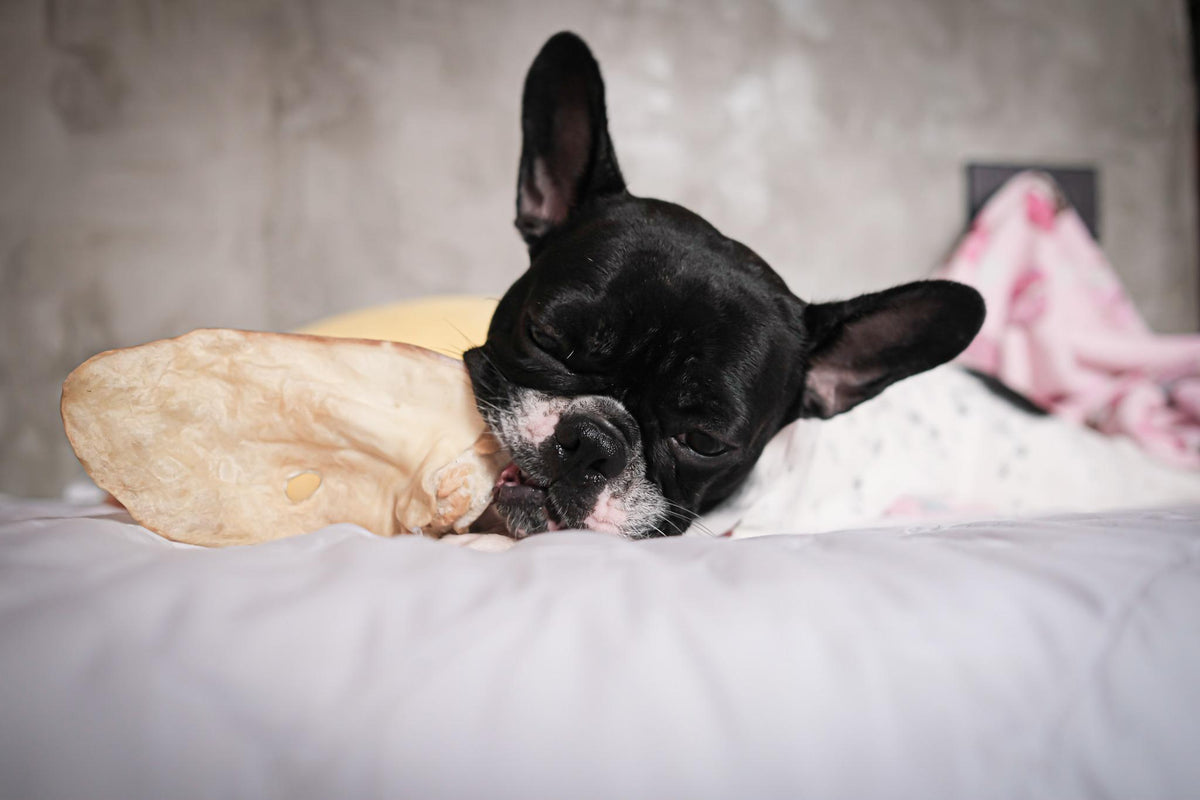 dogs eating natural cow ears and seeing their nutritional benefits  