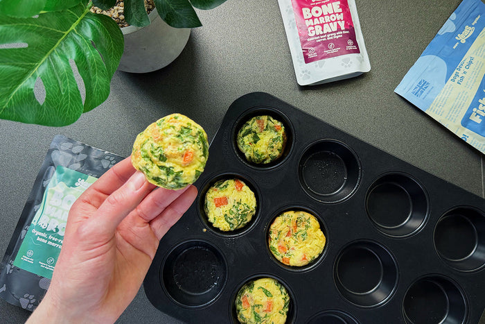 Hand holding a homemade dog-friendly egg bite