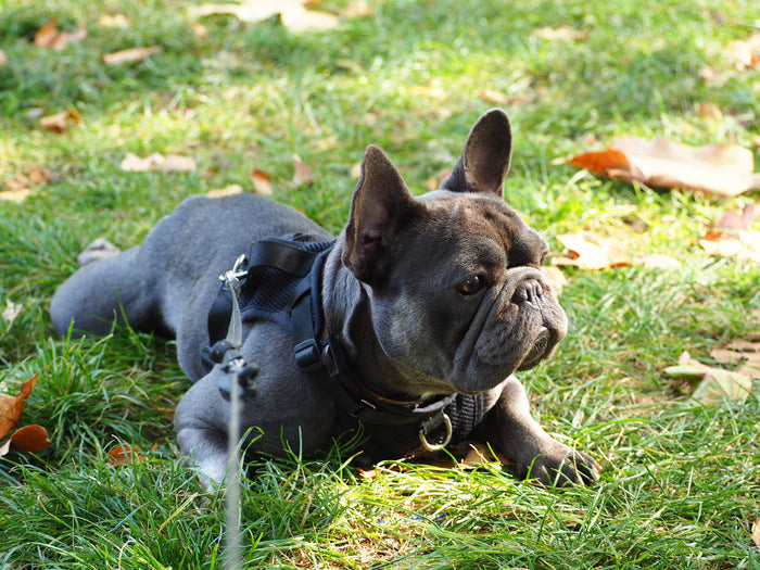 French bulldog owner with dog lying down in the grass