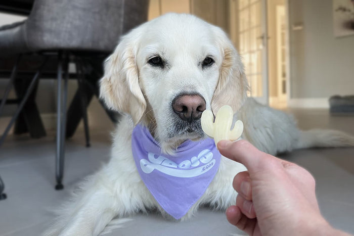 dog with frozen treat
