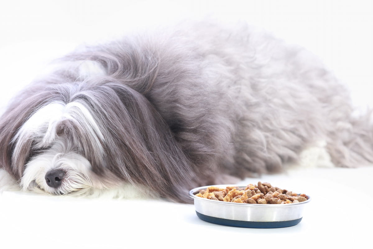 Fussy black and white dog avoiding food