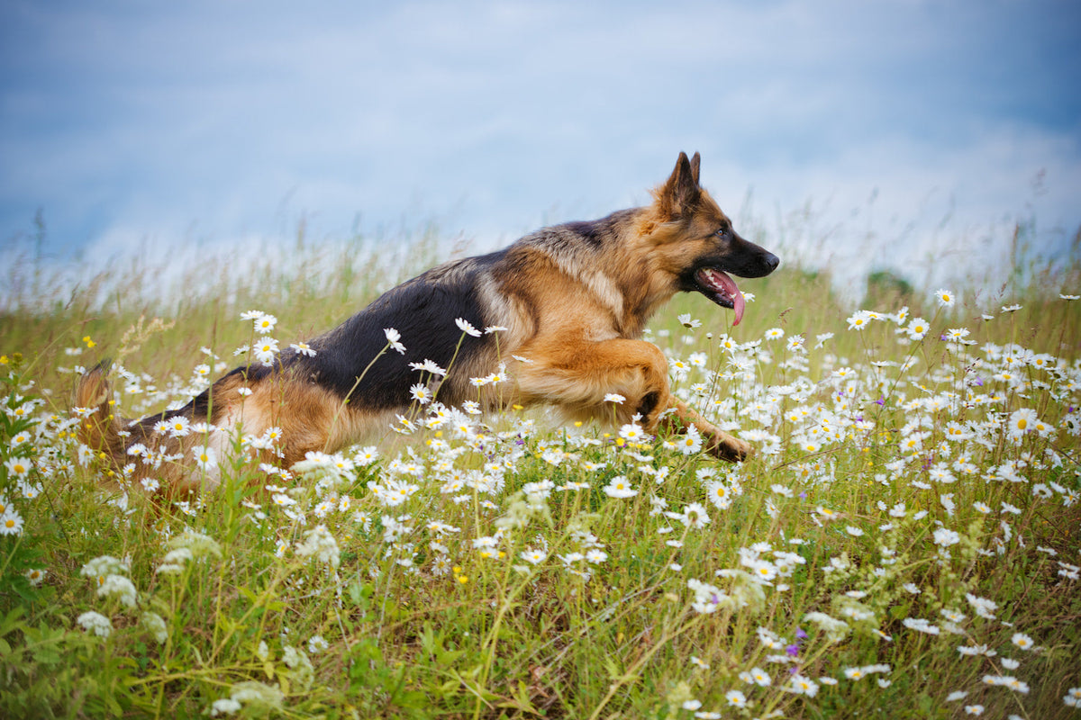 Healthy German Shepherd Running