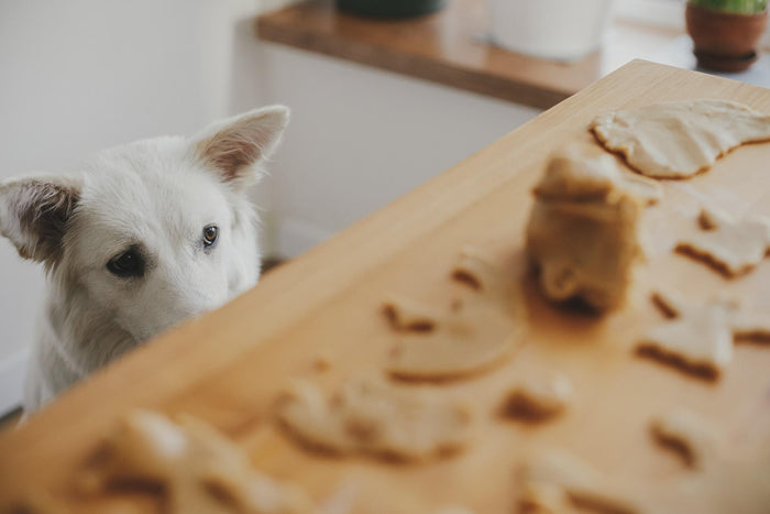 Dog looking at ginger bread