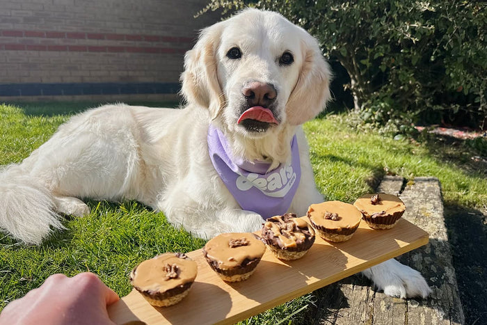 dog with frozen treat
