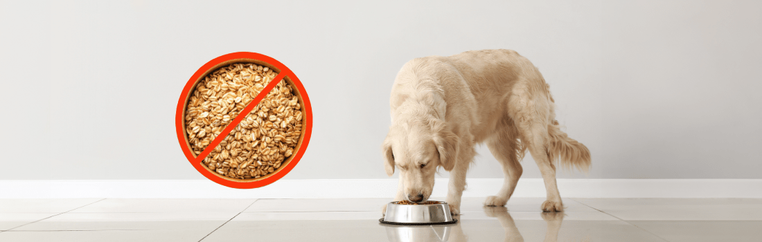 golden dog eating grain free dog food
