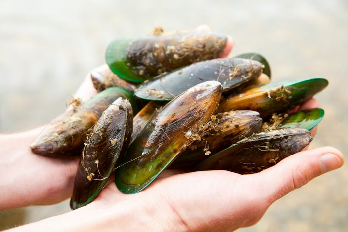 selection of green lipped mussel in humans hands