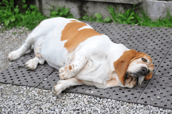 Overweight Bassat Hound lying on gravel