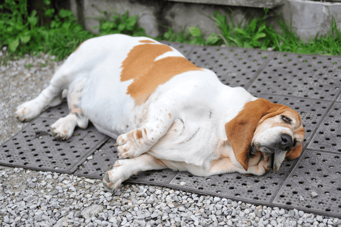 overweight basset hound