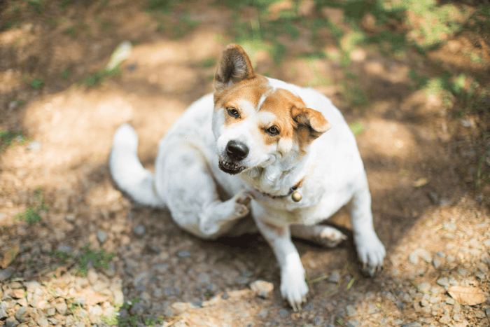 itchy terrier