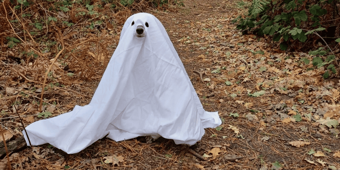 A Samoyed dog in field of yellow flowers