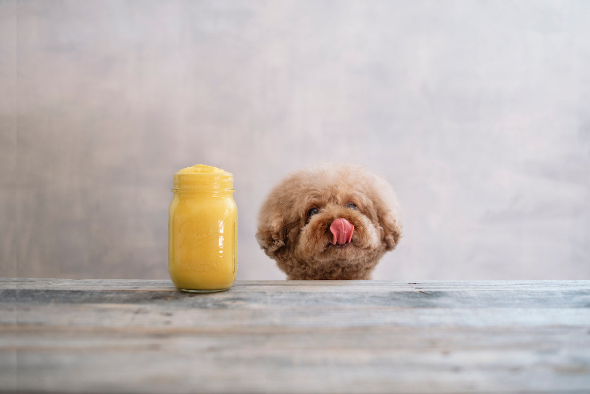 A fluffy brown toy poodle peeks over the edge of a wooden surface, tongue out, eyeing a jar of yellow peanut butter beside it.