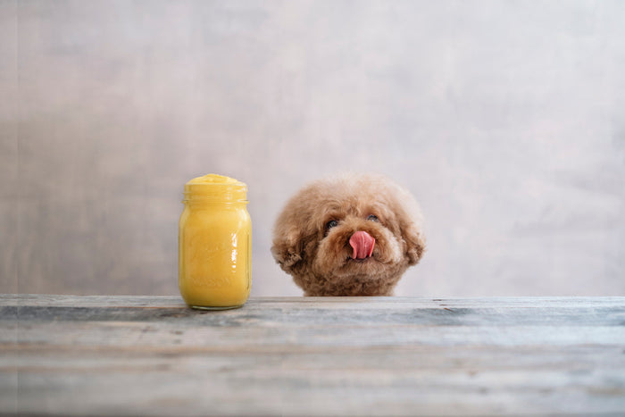 A fluffy brown toy poodle peeks over the edge of a wooden surface, tongue out, eyeing a jar of yellow peanut butter beside it.