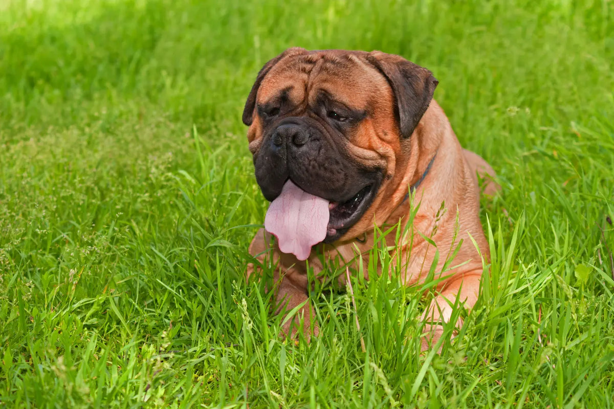 Hot dog in summer grass