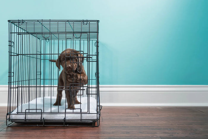 Puppy in a crate in front of a blue wall