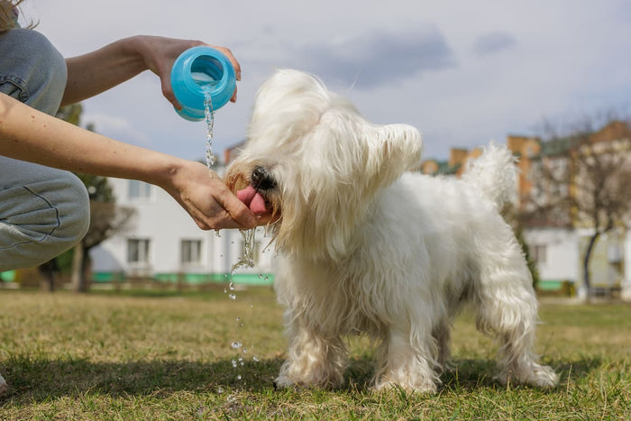 White Skye Terrier drinking water from owners hand whilst they pour a bottle of fresh water in front of a white house and standing on green grass 