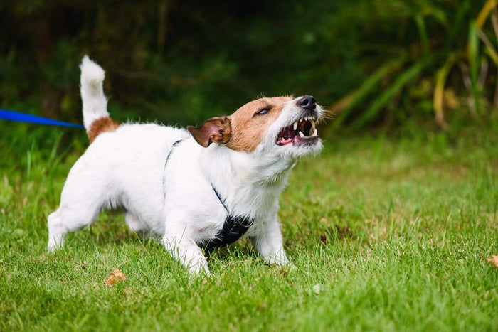A small white and tan Jack Russell Terrier standing on green grass, baring its teeth and growling aggressively while on a blue leash.