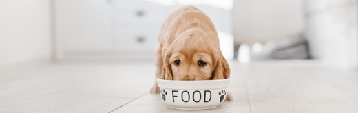 golden haired dog eating bowl of food