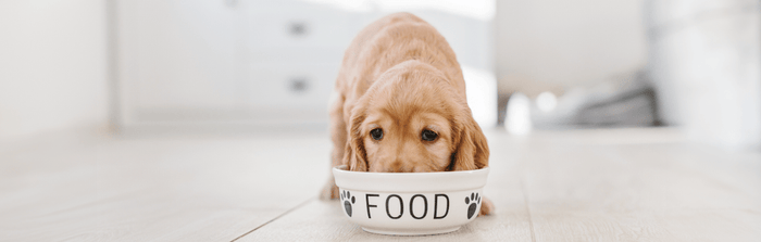 golden haired dog eating bowl of food