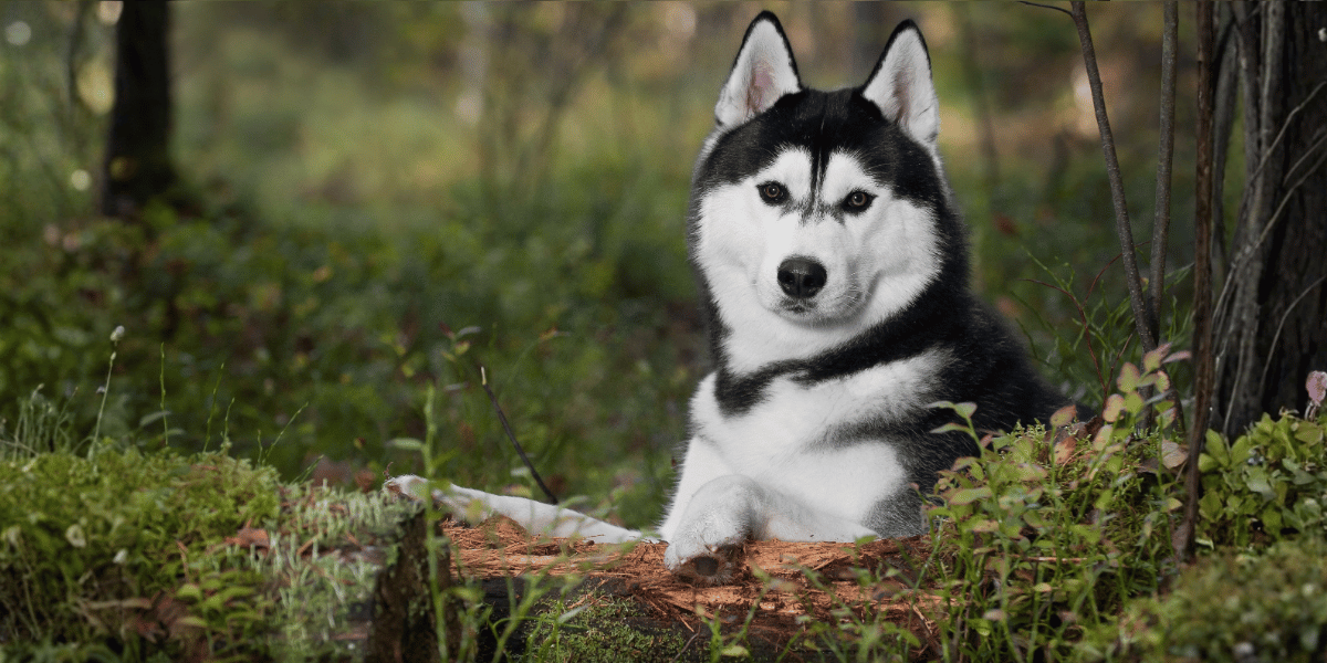 A Husky in a forest