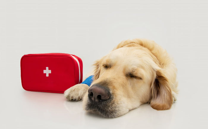 labrador with first aid kit