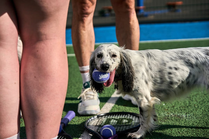 Springer Spaniel holding a purple tennis ball