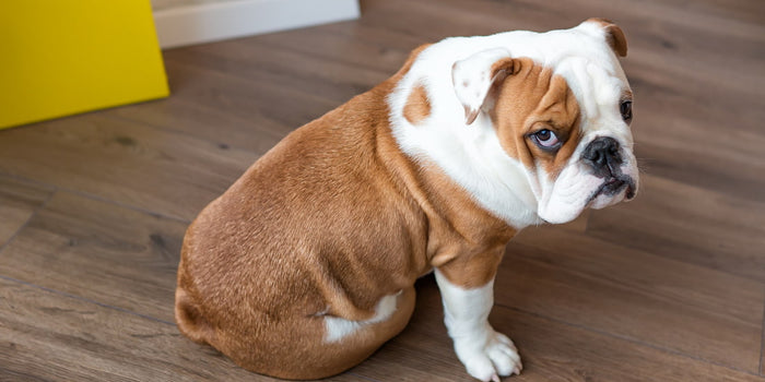 An English Bulldog looking sad
