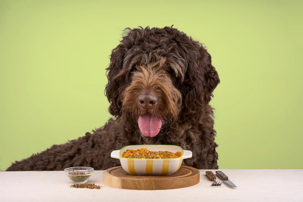 A chocolate coloured doodle dog enjoying a healthy Years Shepherd's Pie