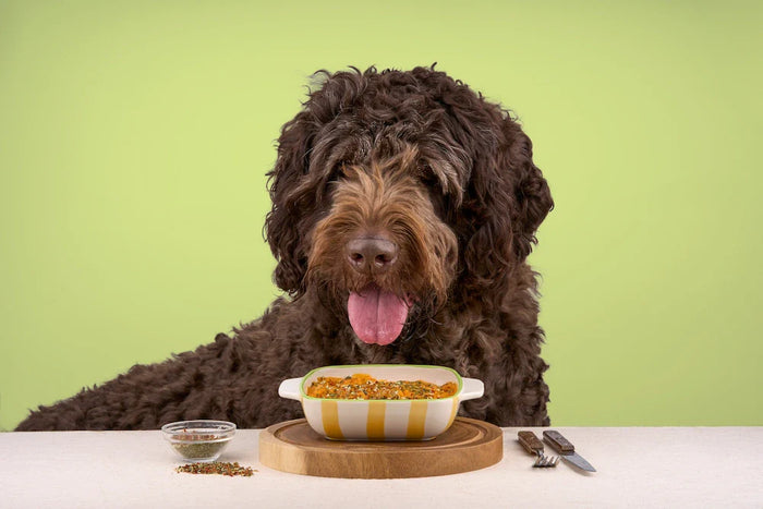 A chocolate coloured doodle dog enjoying a healthy Years Shepherd's Pie
