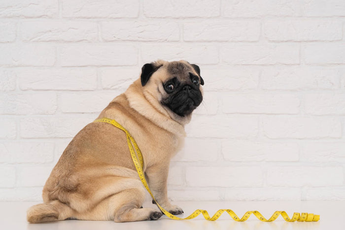 Obese pug with a tape measure
