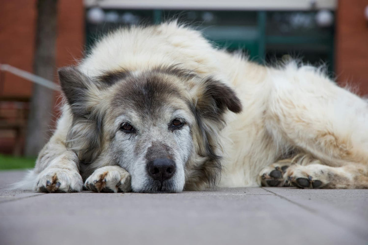 Older dog lying down