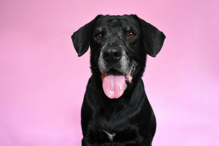Older dog on a pink background
